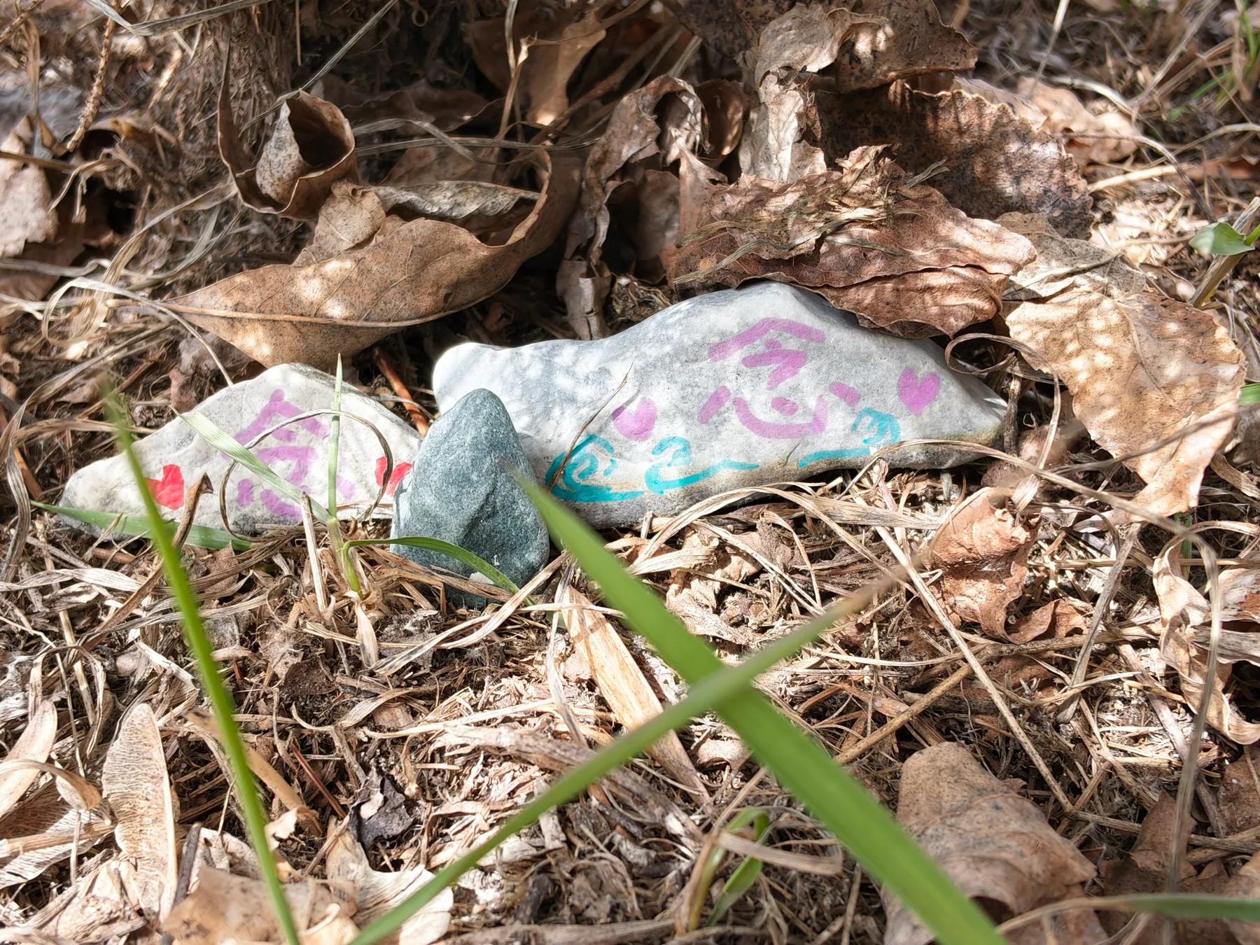 Two painted stones resting among leaves and new spring growth